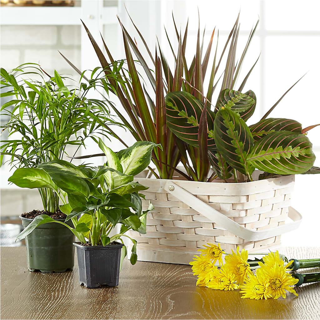 Florist Designed Blooming and Green Plants in a Basket – Garden City Florist, Arlington VA