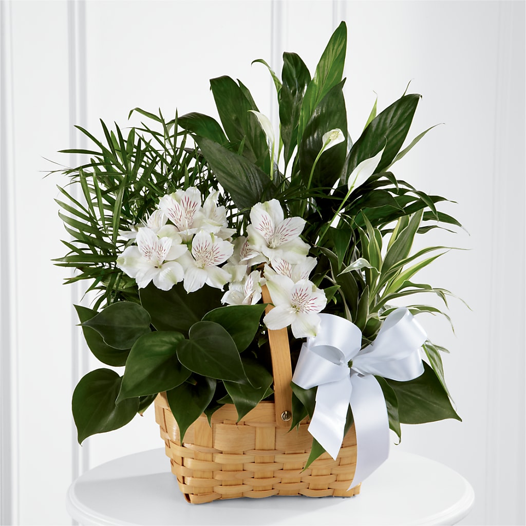 Peace & Serenity Dishgarden – Garden City Florist, Arlington VA