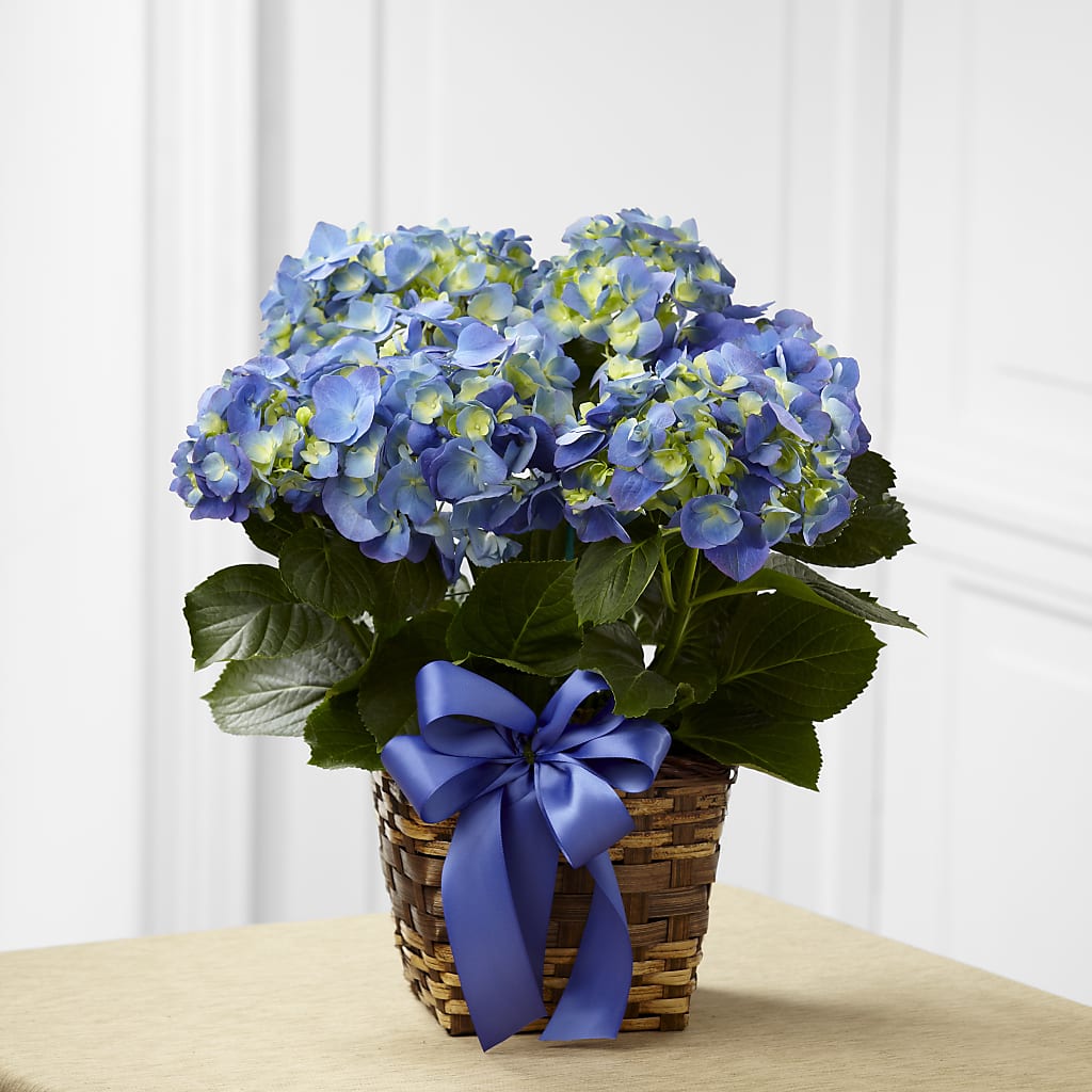 Blue Hydrangea Planter – Garden City Florist, Arlington VA
