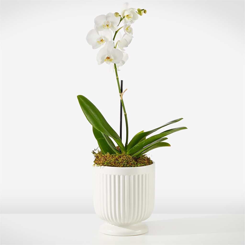 Whispering White Orchid – Garden City Florist, Arlington VA