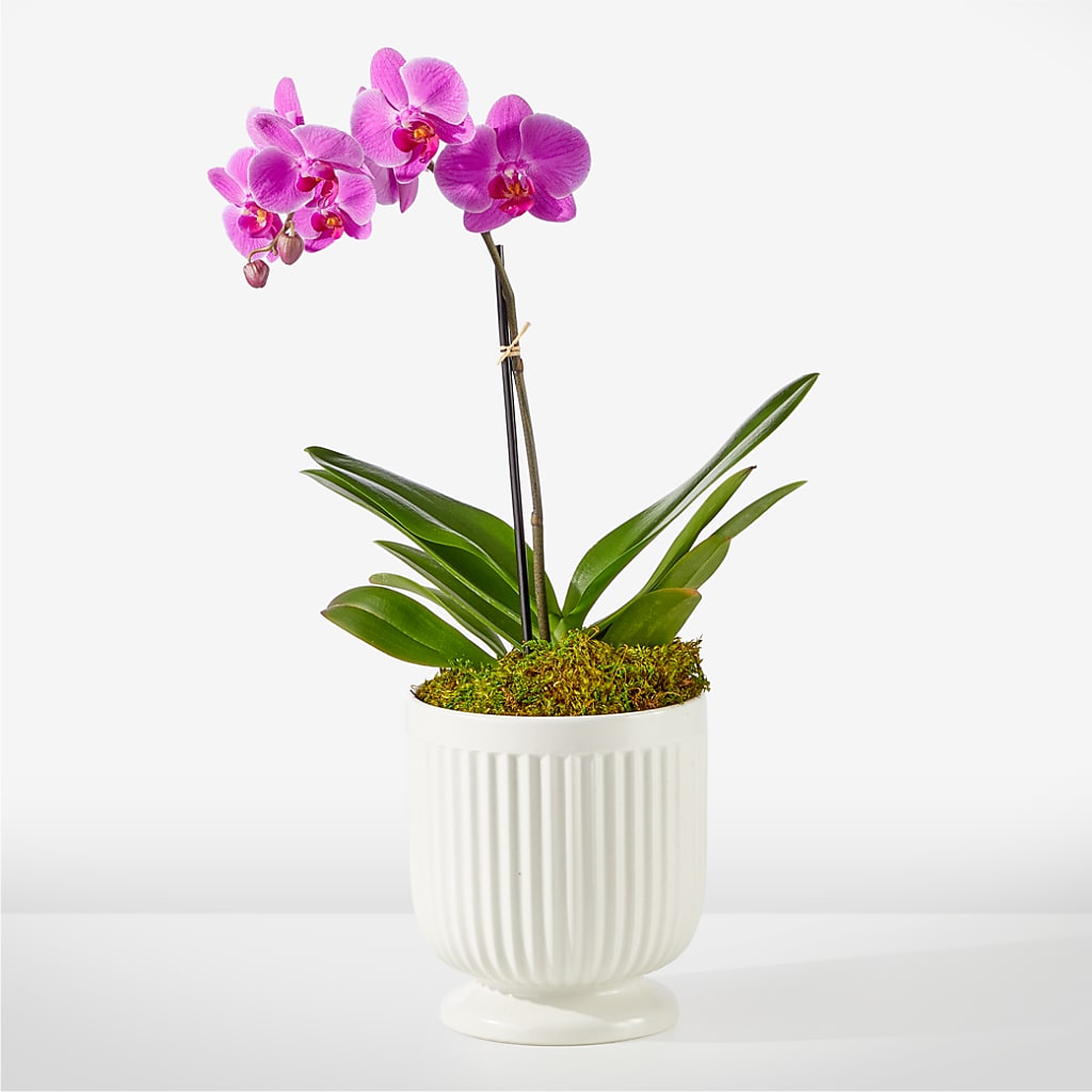 Friendly Fuchsia Orchid – Garden City Florist, Arlington VA