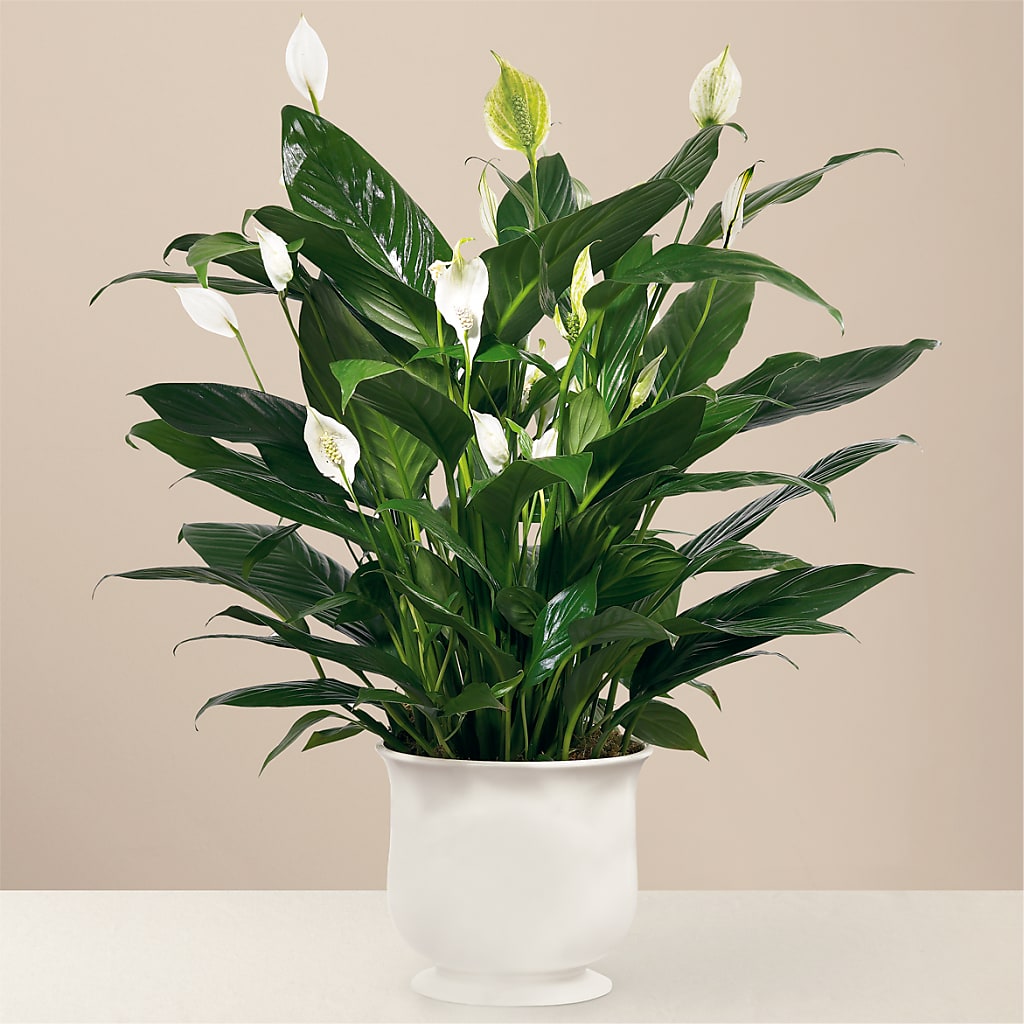Comfort Planter – Garden City Florist, Arlington VA