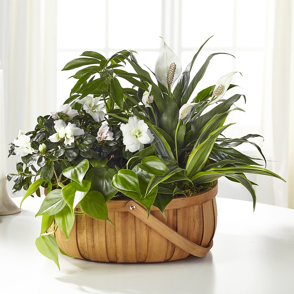 Serene Dishgarden – Garden City Florist, Arlington VA