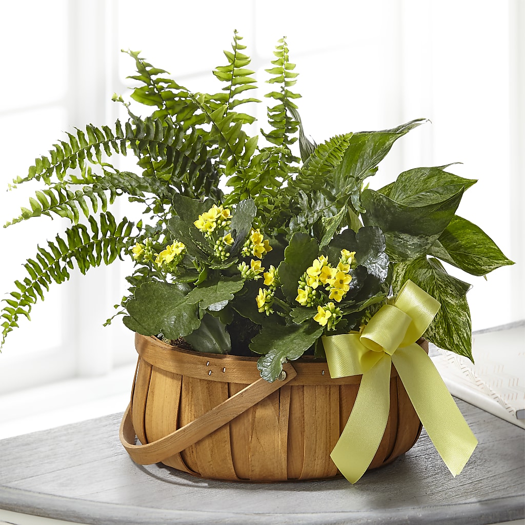 Always Dear Dishgarden – Garden City Florist, Arlington VA
