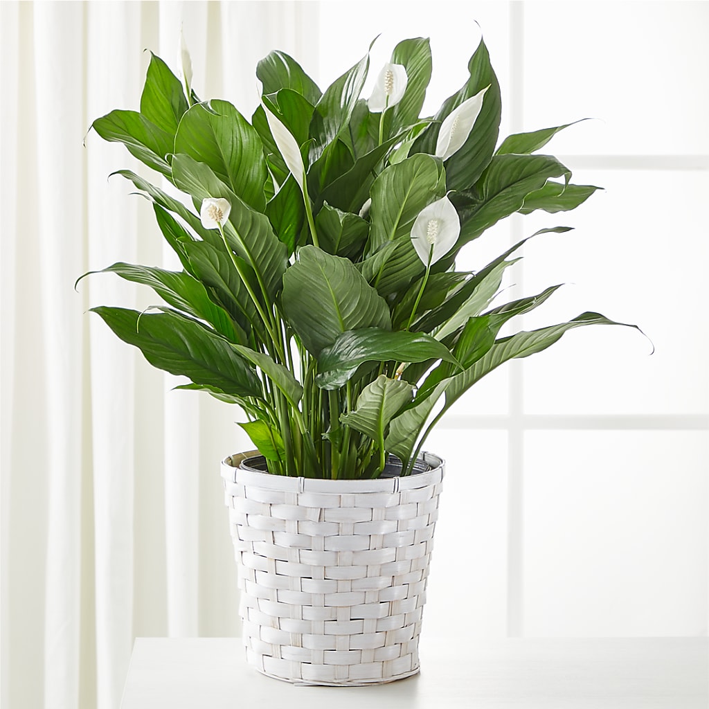 A New Leaf Peace Lily – Garden City Florist, Arlington VA