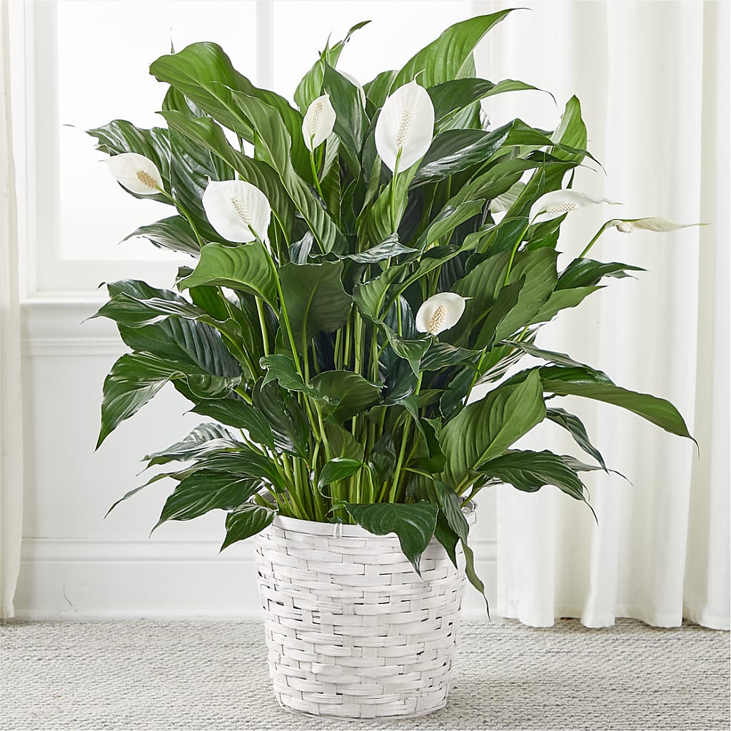 A New Leaf Peace Lily – Garden City Florist, Arlington VA