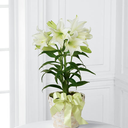 Easter Lily Plant –  Garden City Florist, Arlington VA