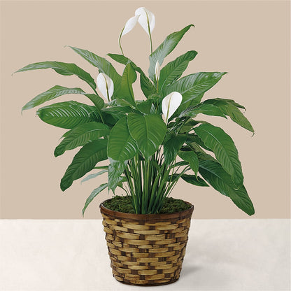 Tranquil Moments Peace Lily Plant –  Garden City Florist, Arlington VA
