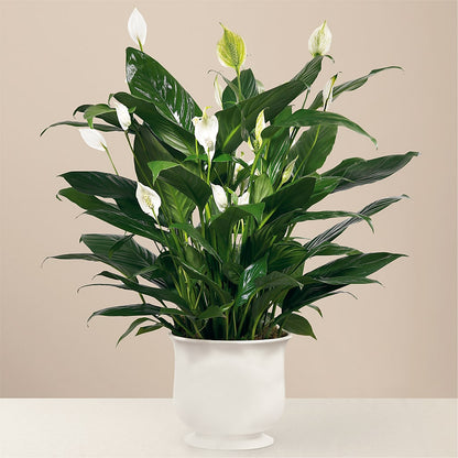Comfort Planter –  Garden City Florist, Arlington VA