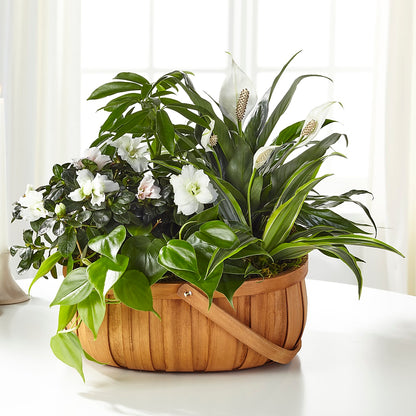 Serene Dishgarden –  Garden City Florist, Arlington VA