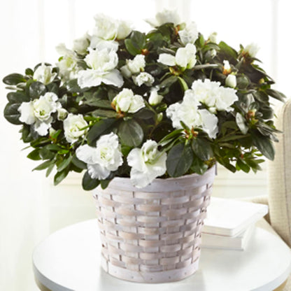 White Azalea Plant –  Garden City Florist, Arlington VA
