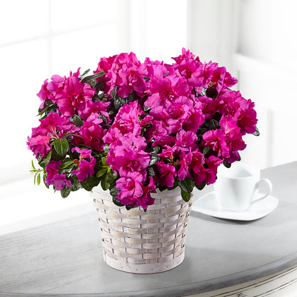 Hope & Serenity Azalea Plant –  Garden City Florist, Arlington VA